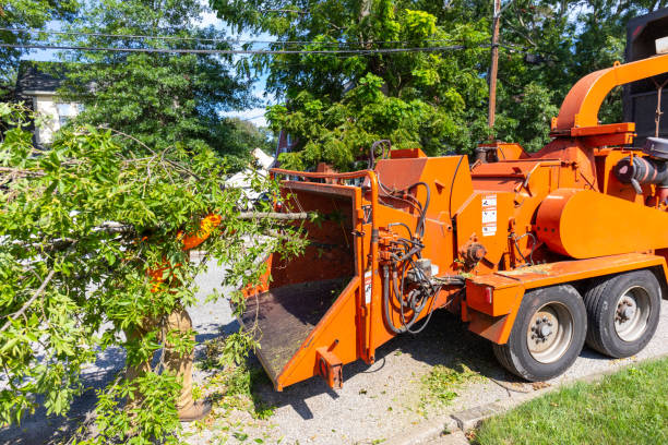 Best Local Tree Services  in Electra, TX